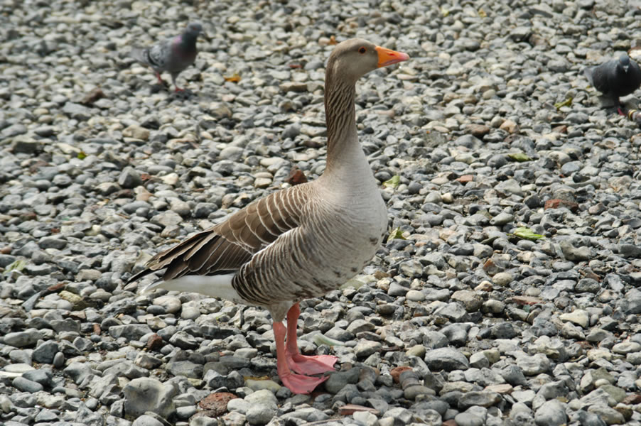 DSC_0130